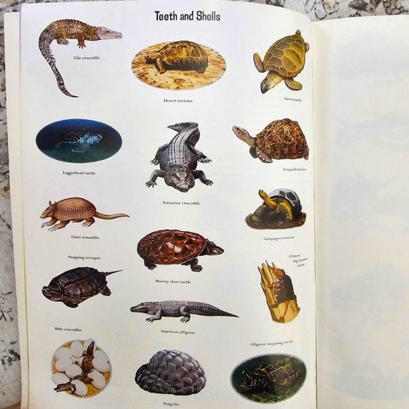 Set of 2 Children's Sticker Books. "Slimy & Scaly" and "Wet & Wild" . Softcover. - Picture 12 of 16